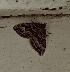 Xanthorhoe semifissata