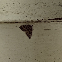 Xanthorhoe semifissata