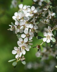 Leptospermum laevigatum