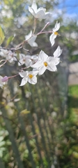 Solanum laxum