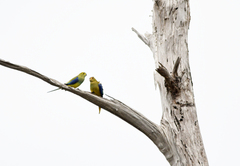 Neophema chrysostoma