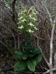 Bonatea speciosa