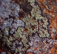 Lecanora soralifera