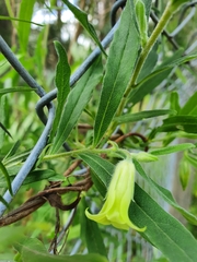 Billardiera scandens