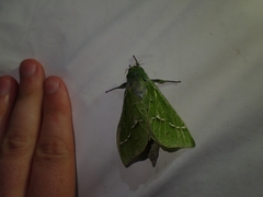 Aenetus virescens
