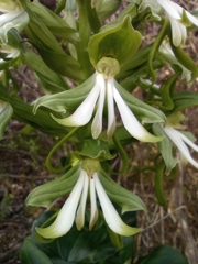 Bonatea speciosa
