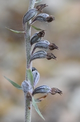 Epipactis microphylla