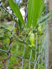 Billardiera scandens