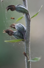 Epipactis microphylla