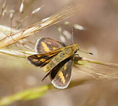 Taractrocera papyria