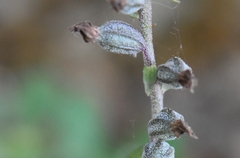 Epipactis microphylla