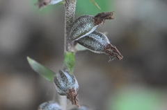 Epipactis microphylla