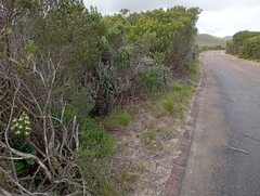Bonatea speciosa