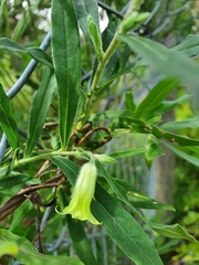 Billardiera scandens