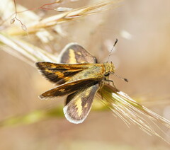 Taractrocera papyria