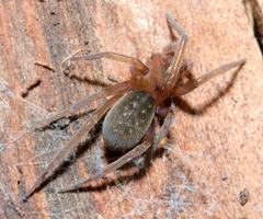 Phyxelididae