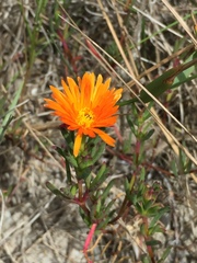 Lampranthus fergusoniae