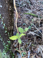 Lonicera periclymenum