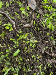 Afrotyphlops bibronii