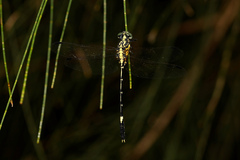 Austrogomphus amphiclitus