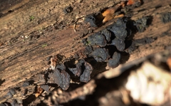 Hymenochaete rubiginosa