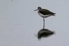 Tringa nebularia