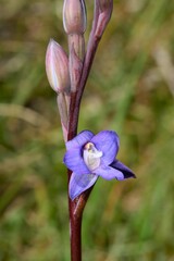 Thelymitra planicola