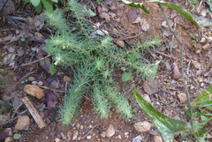Ajuga chamaepitys