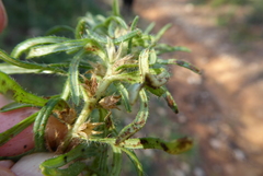 Ajuga chamaepitys