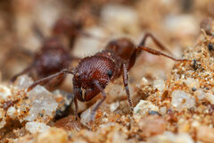 Tetramorium peringueyi
