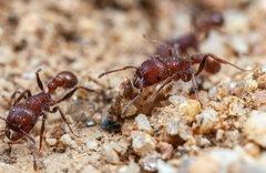 Tetramorium peringueyi