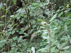Pittosporum ralphii
