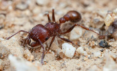 Tetramorium peringueyi