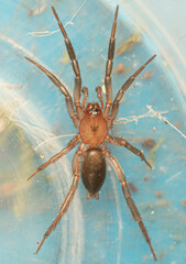 Camillina