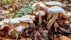 Leucocybe