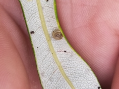 Coneuplecta calculosa