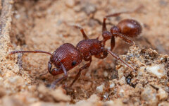 Tetramorium peringueyi