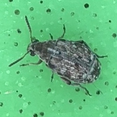 Algarobius bottimeri