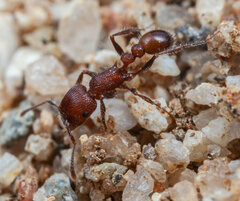 Tetramorium peringueyi