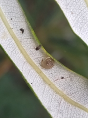 Coneuplecta calculosa