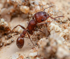Tetramorium peringueyi