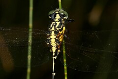 Austrogomphus amphiclitus