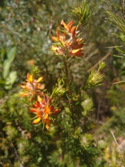 Phyllota phylicoides