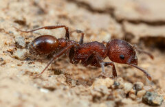 Tetramorium peringueyi