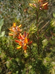 Phyllota phylicoides