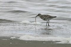 Pluvialis squatarola