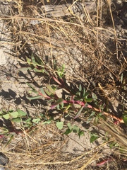 Carpobrotus edulis edulis