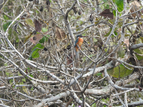 Common Kingfisher