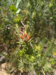Phyllota phylicoides