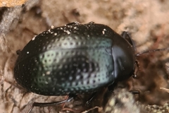 Amarygmus